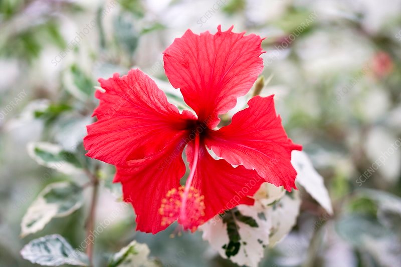 Cooperi Hibiscus